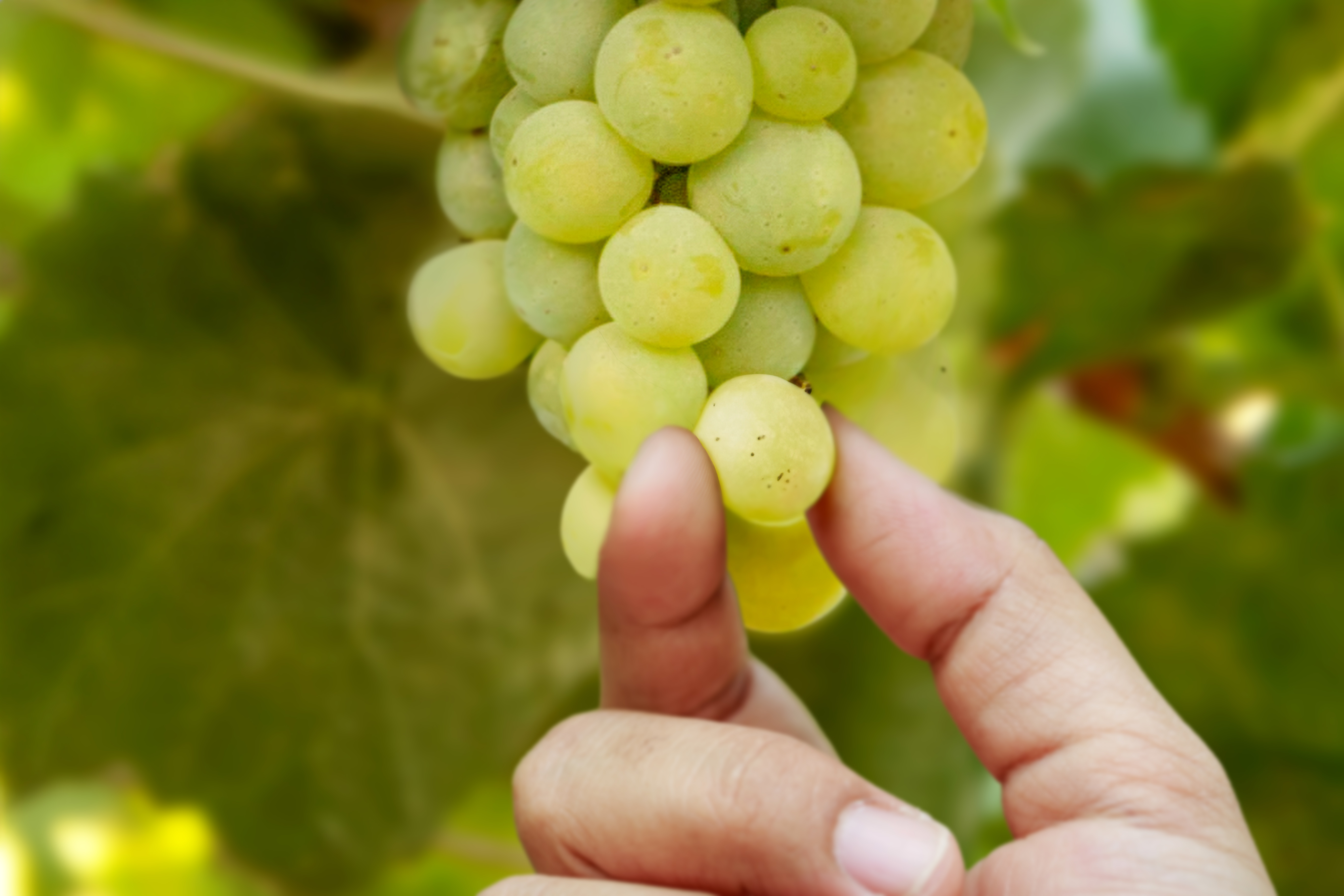 Bunch of fresh green grapes in vineyard